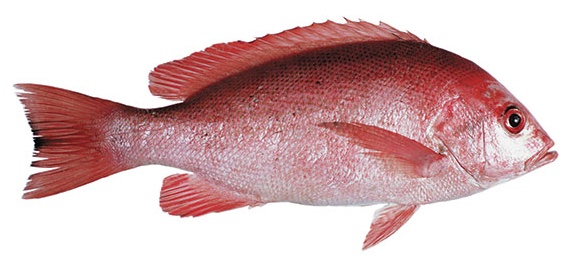 10 jenis ikan  laut  yang sering di konsumsi Pasar Ikan  Online